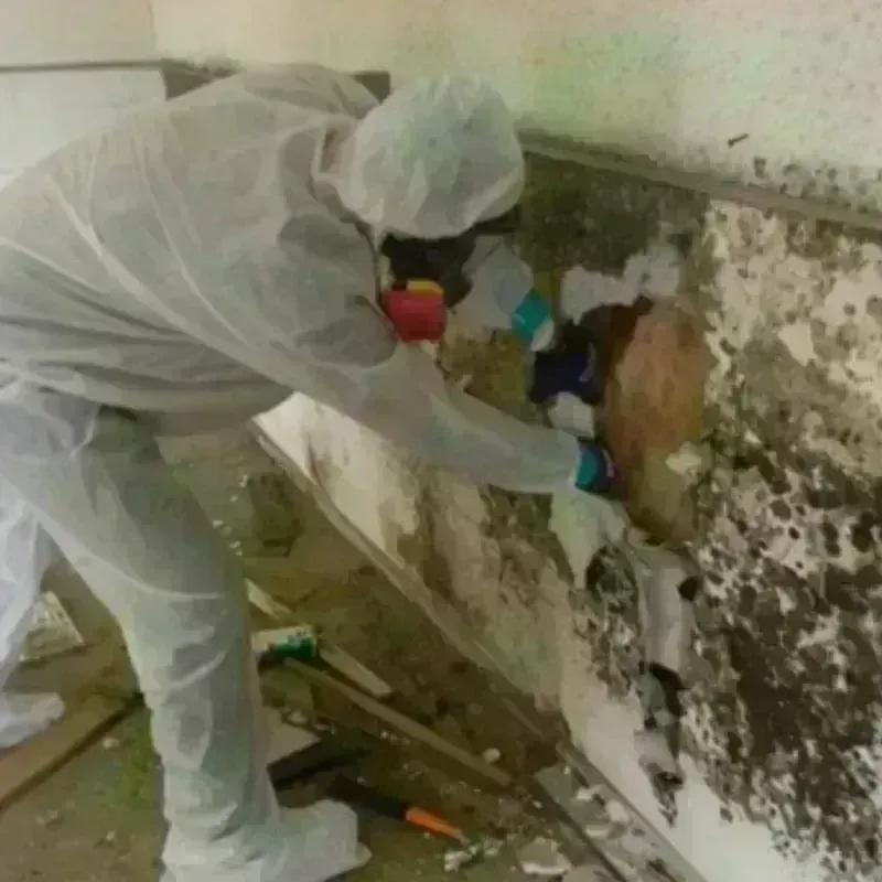 Mold Remediation and Removal in Paducah, KY